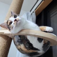 穏やかな三毛猫ちゃん