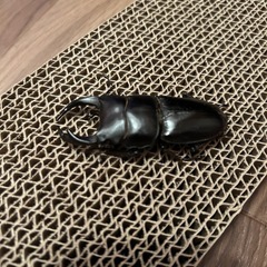 国産オオクワガタ　YG血統の画像
