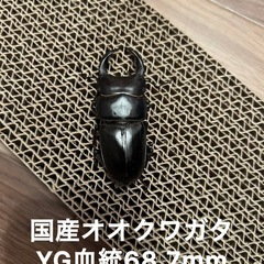 国産オオクワガタ　YG血統の画像