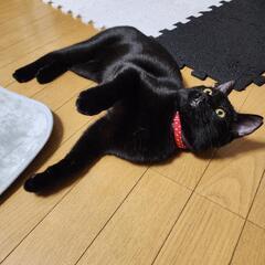 元気いっぱいおてんばガール🐈‍⬛