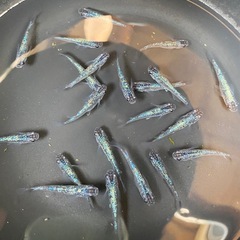 サファイアめだかとエメキンメダカセット販売　雌雄無判別　画像の個...