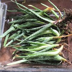 ◆アロエベラ 苗 多肉植物 抜き苗 15～20cm 3株の画像