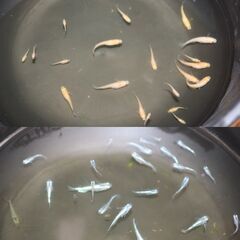 ★楊貴妃メダカ ミユキメダカ（幹之スーパー光）：5匹 250円 ⑬★屋外飼育 越冬メダカ ★の画像