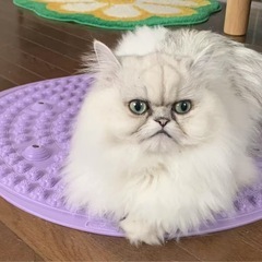 チンチラ（男の子、3歳）