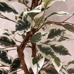 観葉植物 フェイクグリーン🌿.∘の画像