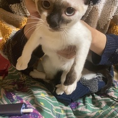 ❗️まだ里親募集中です❗️