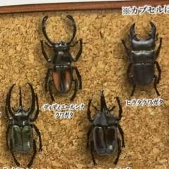 ★ 昆虫採取標本 ガチャ ディディエールシカ クワガタ ★の画像