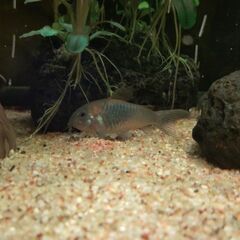 コリドラス　ベネズエラヌス🐠　3匹の画像