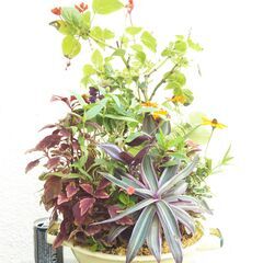 寄せ植えの画像
