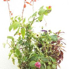 寄せ植えの画像