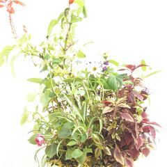 寄せ植えの画像