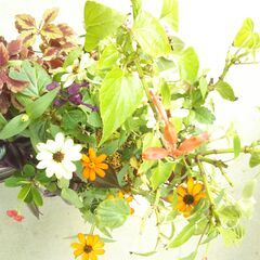 寄せ植えの画像