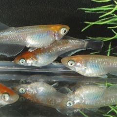 🐟スカーレット系　アースアイ🐟　1匹の画像