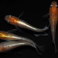 🐟スカーレット系　アースアイ🐟　1匹の画像