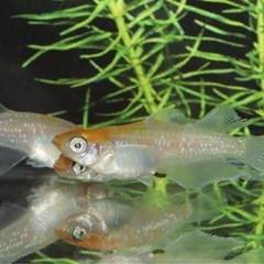 🐟スカーレット系　アースアイ🐟　1匹の画像