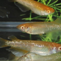 🐟アルビノフロマージュ✖️ハイビスカス🐟　1匹の画像