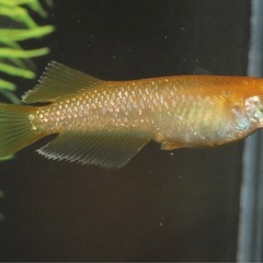 🐟アルビノフロマージュ✖️ハイビスカス🐟　1匹の画像