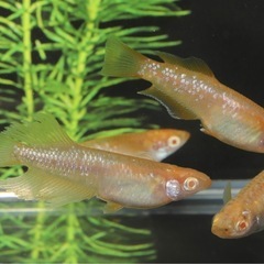 🐟アルビノフロマージュ✖️ハイビスカス🐟　1匹の画像