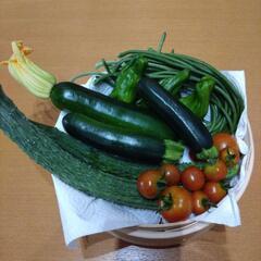 採れたて野菜5種類の画像