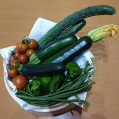 採れたて野菜5種類の画像