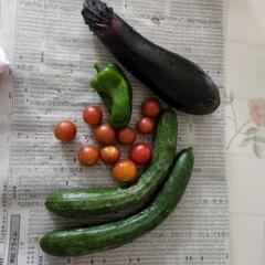 今朝の採れたて野菜