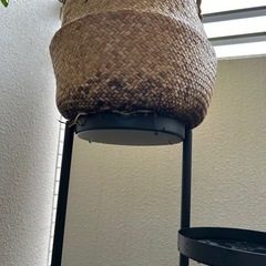 モンステラの画像