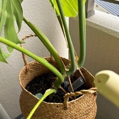 モンステラの画像