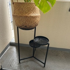 モンステラの画像