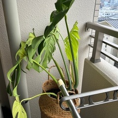モンステラの画像