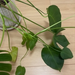 【お買い得】モンステラ　鉢付きの画像
