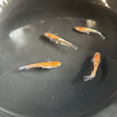 メダカ　朱光菊2ペアの画像