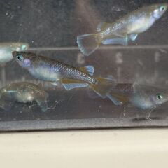 フロマージュメダカの画像