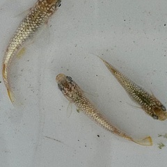 メダカ　KAGLA カグラの画像