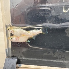 メダカ　KAGLA カグラの画像