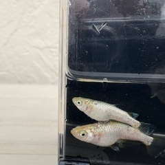 メダカ　KAGLA カグラの画像
