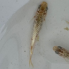 メダカ　KAGLA カグラの画像