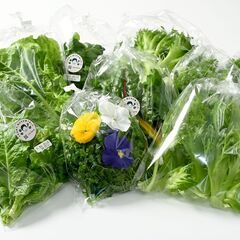 野菜 無料プレゼント！ 仙台市宮城野区の画像