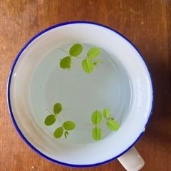 サンショウモ  浮き草　水草　ビオトープの画像