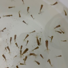 【取引予定者決定】金魚　稚魚　蝶尾　洗面器全部　7/5取引なら2000円の画像