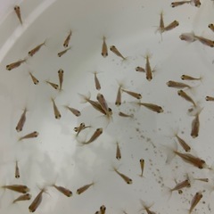 【取引予定者決定】金魚　稚魚　蝶尾　洗面器全部　7/5取引なら2000円の画像