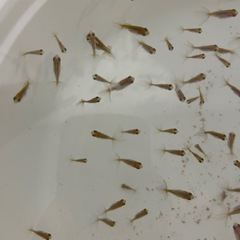 【取引予定者決定】金魚　稚魚　蝶尾　洗面器全部　7/5取引なら2000円の画像