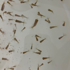 【取引予定者決定】金魚　稚魚　蝶尾　洗面器全部　7/5取引なら2000円の画像