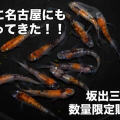 坂出三色メダカ入荷‼️店頭販売いたします♢名古屋改良めだか直売所♢