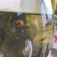 グッピー稚魚の画像