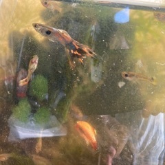 グッピー稚魚の画像