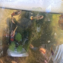 グッピー稚魚の画像
