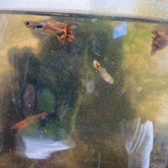 グッピー稚魚の画像