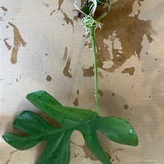 取引中【観葉植物】ヒメモンステラの画像