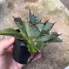 アガベ　オテロイの画像