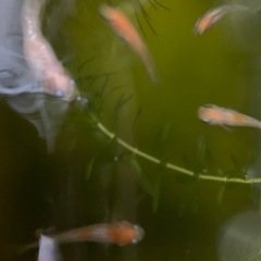メダカ　紅白ラメの赤ちゃん10匹程度の画像
